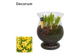 Arrangementen narcissus Narcis Bora HL14103N 5 pp 5 per pot