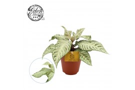 Aphelandra squarrosa white wash