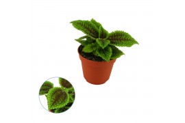 Pilea alumi moon valley