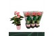 Anthurium andr. sweet dream Anthurium Sweet Dream 12cm roze keramiek 5 