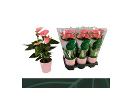 Anthurium andr. sweet dream Anthurium Sweet Dream 12cm roze keramiek 5