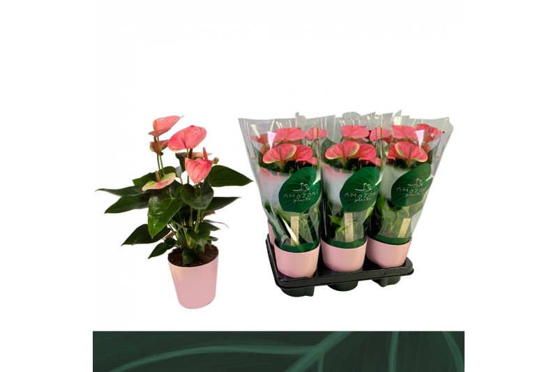 Anthurium andr. sweet dream Anthurium Sweet Dream 12cm roze keramiek 5 Anthurium andr. sweet dream Anthurium Sweet Dream 12cm roze keramiek 5