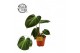 Philodendron choco red 