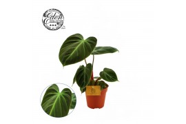 Philodendron choco red