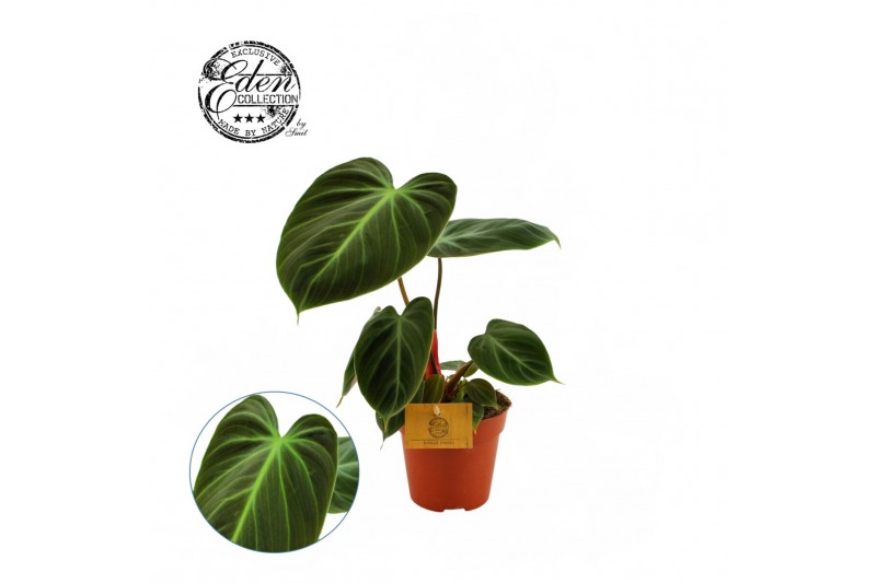 Philodendron choco red 