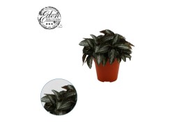 Pilea silver tree spruceana