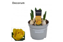 Tulipa double early grp yellow baby decorum