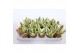 Sansevieria trifasciata golden hahnii 