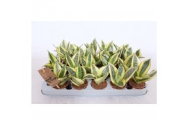 Sansevieria trifasciata golden hahnii