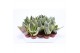 Sansevieria trifasciata golden hahnii 
