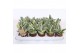 Sansevieria trifasciata golden hahnii 