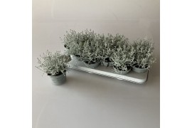 Leucophyta brownii in blauwe pot