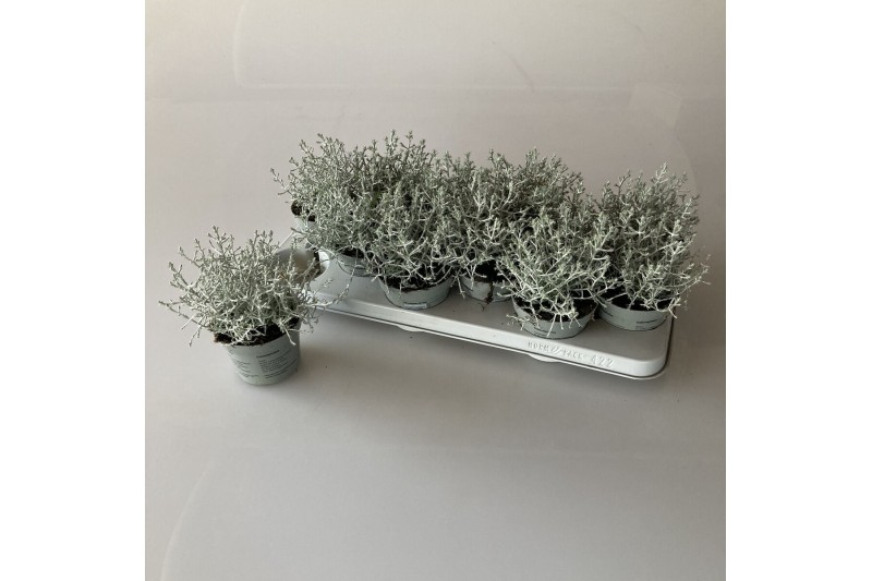 Leucophyta brownii in blauwe pot 