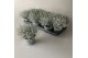 Leucophyta brownii in blauwe pot 
