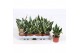 Sansevieria trifasciata golden hahnii black 