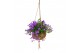 Campanula port. ambella purple addenda Kokodama hangup 
