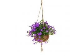 Campanula port. ambella purple addenda Kokodama hangup