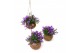 Campanula port. ambella purple addenda Kokodama hangup 