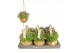 Campanula port. ambella purple addenda Kokodama hangup 