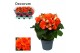 Begonia elatior du. reina oranje decorum 
