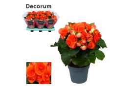 Begonia elatior du. reina oranje decorum