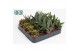 Aloe mix 