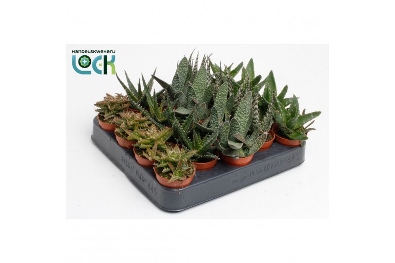 Aloe mix 