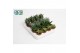 Aloe mix 