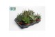 Aloe mix Aloë-Haworthia Mix 