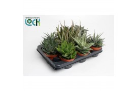 Aloe mix Aloë-Haworthia Mix