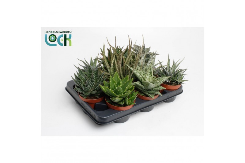 Aloe mix Aloë-Haworthia Mix 