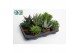 Aloe mix Aloë-Haworthia Mix 