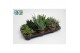 Aloe mix Aloë-Haworthia Mix 