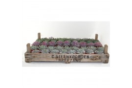 Echeveria Mix in gazenbak