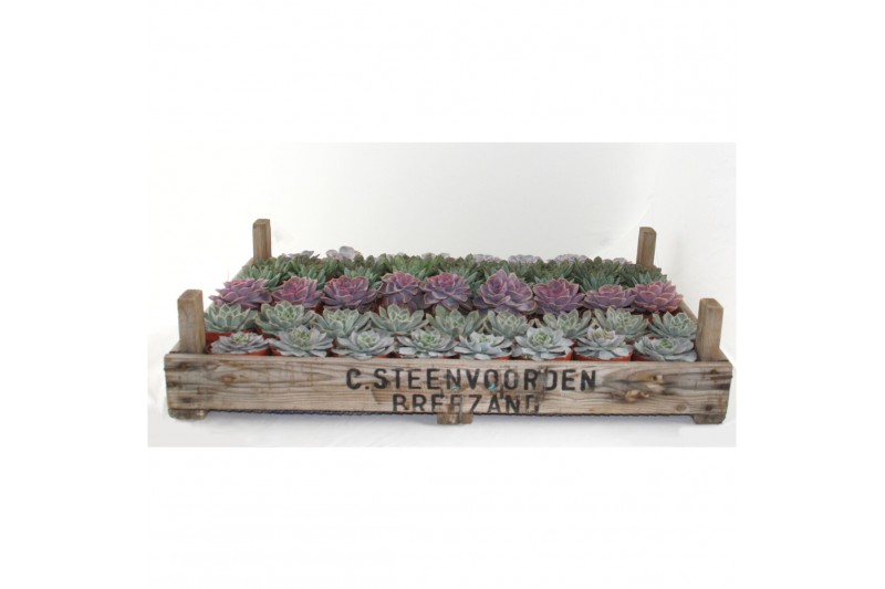 Echeveria Mix in gazenbak 
