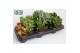 Crassula overig Crassula 