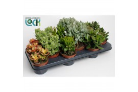 Crassula overig Crassula
