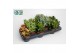 Crassula overig Crassula 