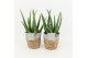 Aloe vera in basket 