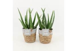 Aloe vera in basket