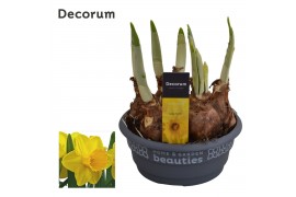 Narcissus trumpet grp lucky number Narcis Lucky Number 6 per pot