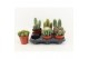 Cactus mix 6 soorten 