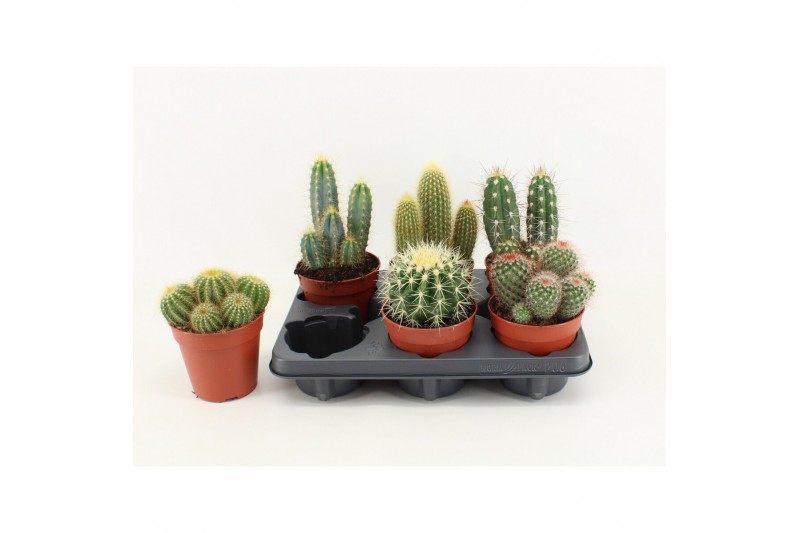 Cactus mix 6 soorten 