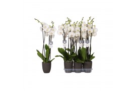 Phalaenopsis white world 3 tak - 18+ bloemen antraciet keramiek