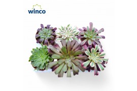 Aeonium Aeonium Exclusive Mix (6spc.)