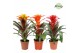 Guzmania mix Fiero mix 