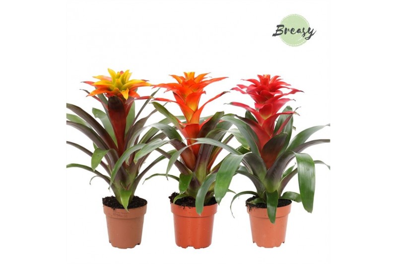Guzmania mix Fiero mix 