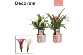 Zantedeschia mix Roze/Wit in Ompot Diana LOVE (Decorum)