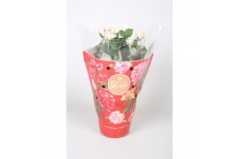 Rosa favourite roze licht roze + seizoenshoes