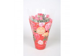 Rosa favourite roze roze + seizoenshoes